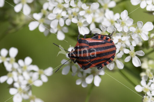 pyjamaschildwants (graphosoma italicum)