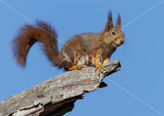 Eekhoorn (Sciurus vulgaris)