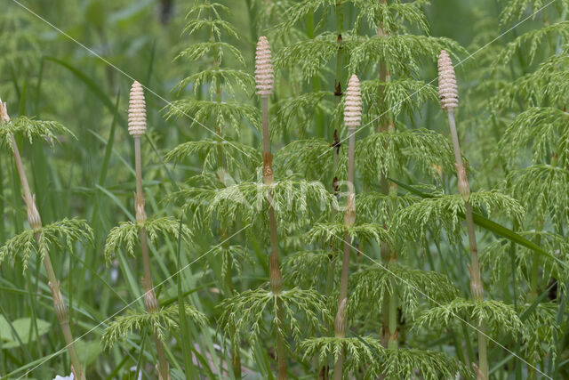 Bospaardenstaart (Equisetum sylvaticum)