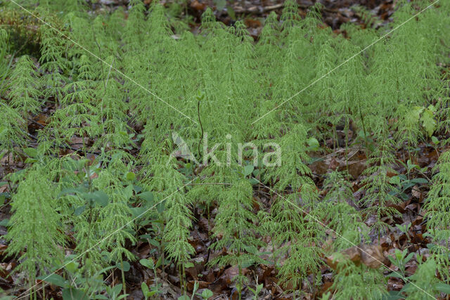 Bospaardenstaart (Equisetum sylvaticum)