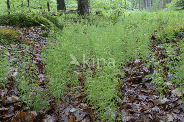 Bospaardenstaart (Equisetum sylvaticum)