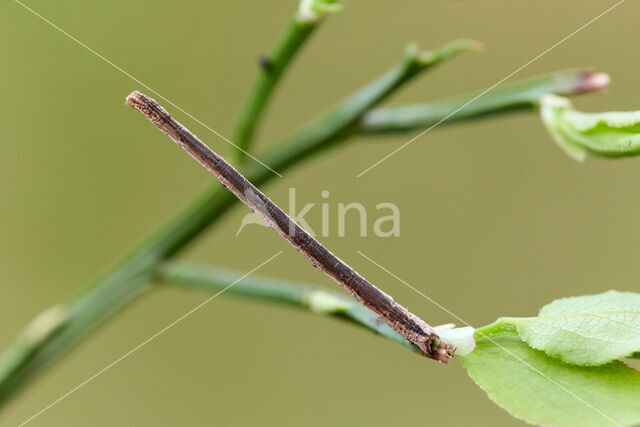 Crème stipspanner (Scopula ternata)