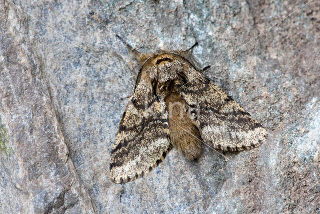 Brindled Beauty (Lycia hirtaria)