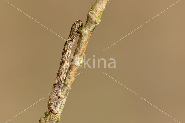 Najaarsspanner (Agriopis aurantiaria)