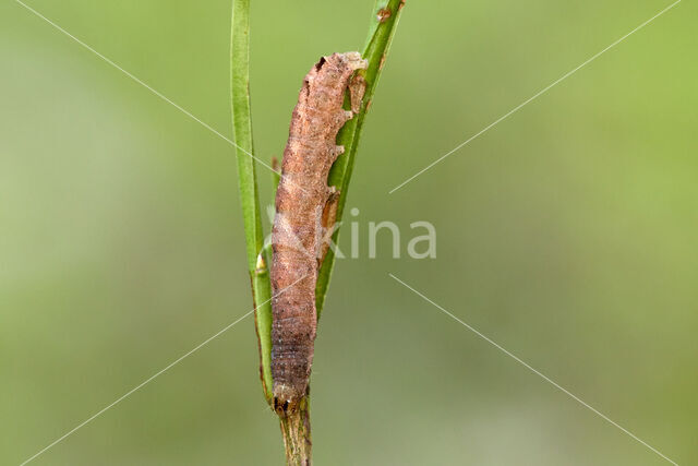 Double-Square-spot (Xestia triangulum)