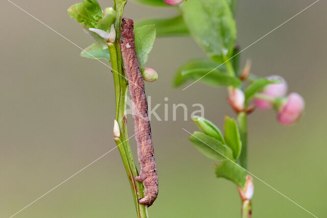 Variabele spikkelspanner (Alcis repandata)