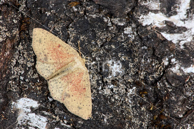 Eikenoogspanner (Cyclophora porata)