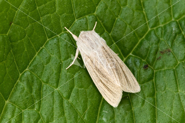 Kleine rietvink (Simyra albovenosa)