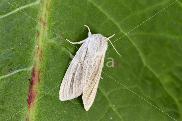 Kleine rietvink (Simyra albovenosa)