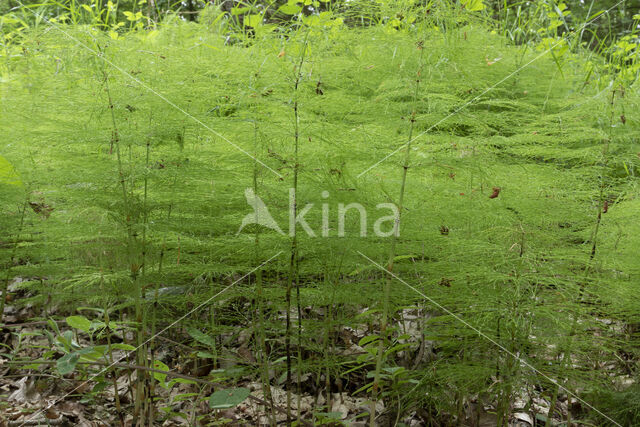 Bospaardenstaart (Equisetum sylvaticum)