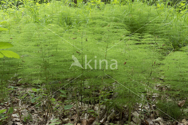 Bospaardenstaart (Equisetum sylvaticum)