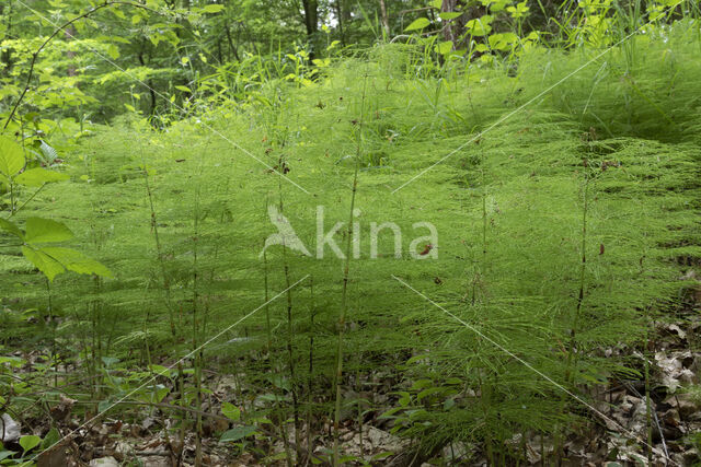 Bospaardenstaart (Equisetum sylvaticum)