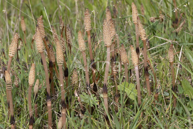 Heermoes (Equisetum arvense)