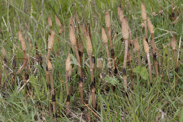 Heermoes (Equisetum arvense)