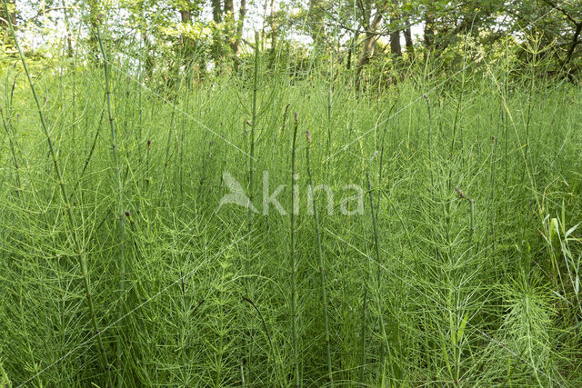 Holpijp (Equisetum fluviatile)