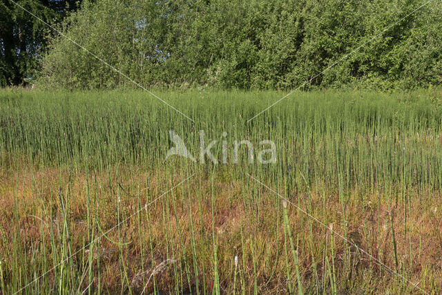 Holpijp (Equisetum fluviatile)