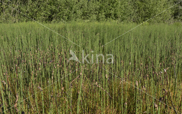 Holpijp (Equisetum fluviatile)