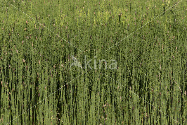 Holpijp (Equisetum fluviatile)