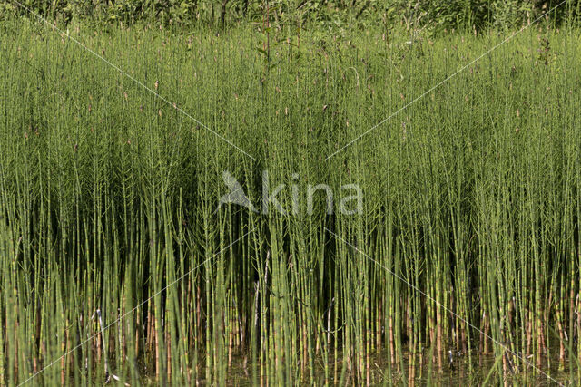 Holpijp (Equisetum fluviatile)