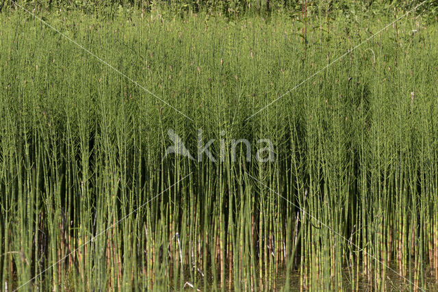 Holpijp (Equisetum fluviatile)