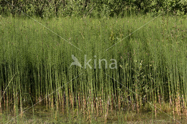 Holpijp (Equisetum fluviatile)