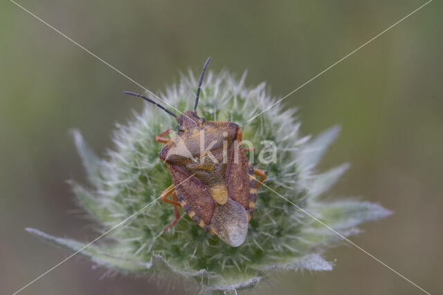 knoopkruidschildwants (carpocoris purpureipennis)