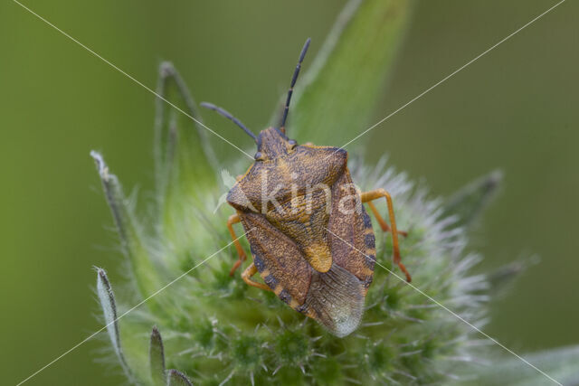 knoopkruidschildwants (carpocoris purpureipennis)