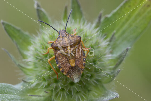 knoopkruidschildwants (carpocoris purpureipennis)