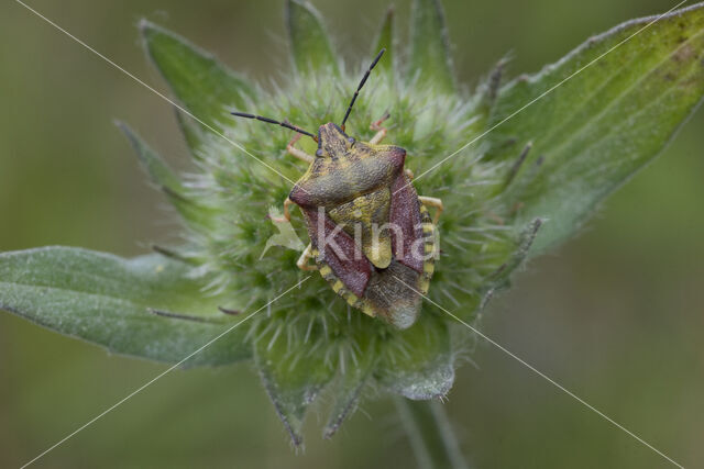 knoopkruidschildwants (carpocoris purpureipennis)