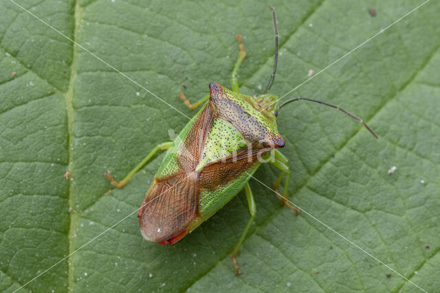 meidoornkielwants (acanthosoma haemorrhoidale)