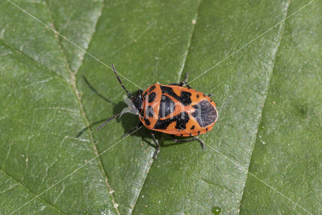 scharlaken schildwants (eurydema dominulus)