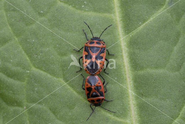 scharlaken schildwants (eurydema dominulus)