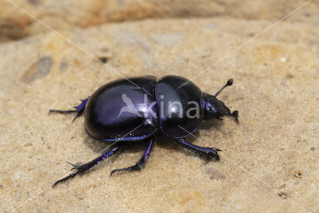 voorjaarsmestkever (trypocopris vernalis)