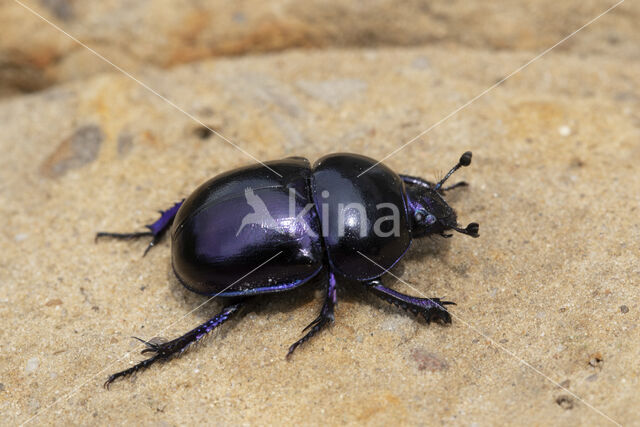 voorjaarsmestkever (trypocopris vernalis)