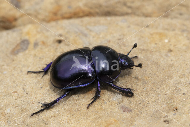 voorjaarsmestkever (trypocopris vernalis)