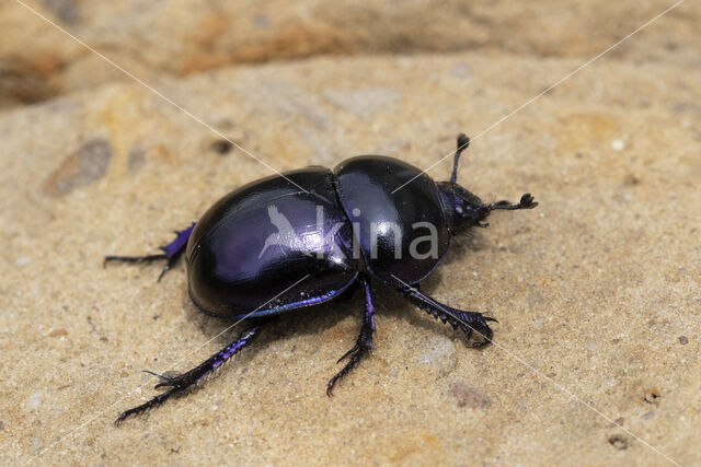 voorjaarsmestkever (trypocopris vernalis)