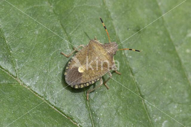 zuidelijke schildwants (peribalus strictus)