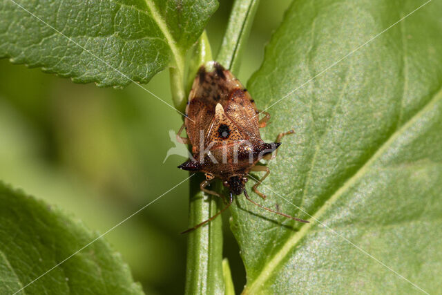 bosbeskielwants (elasmucha ferrugata)