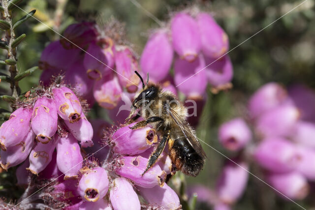 Megachile analis