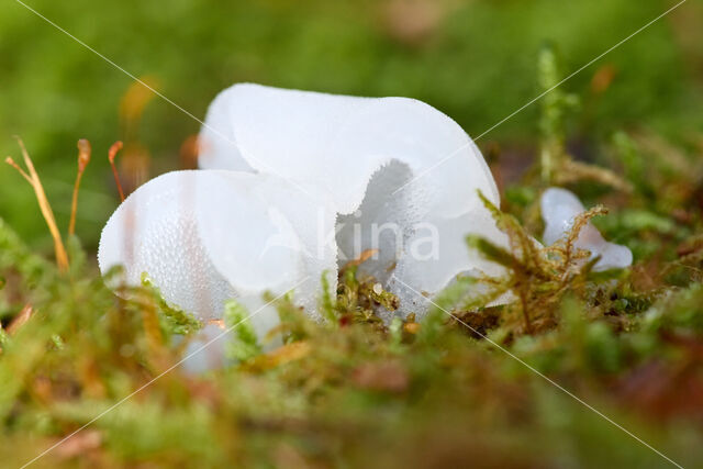 Jelly Tooth (Pseudohydnum gelatinosum)