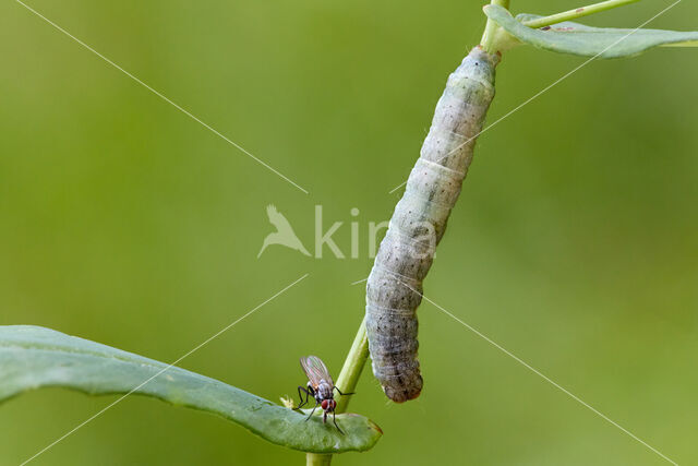 Kooluil (Mamestra brassicae)