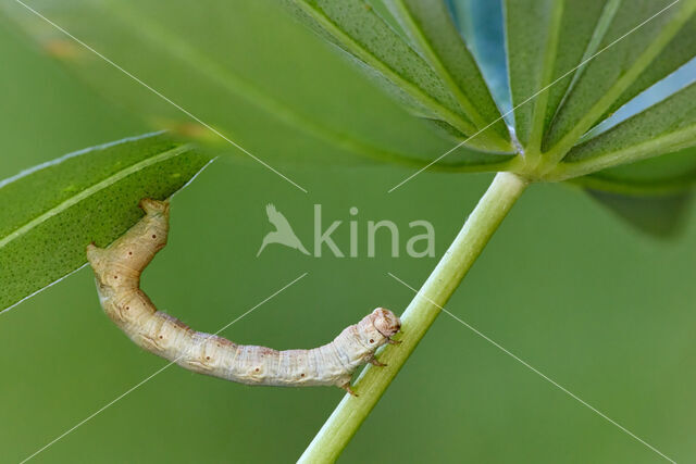 Gewone Spikkelspanner (Ectropis crepuscularia)