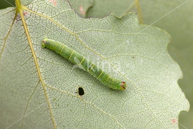 Gerande spanner (Lomaspilis marginata)