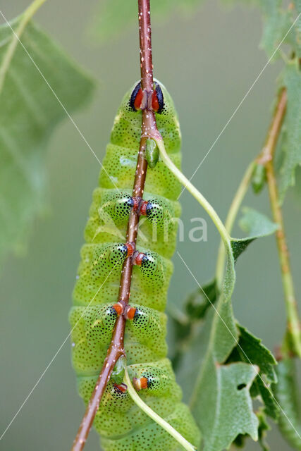 Gevlamde vlinder (Endromis versicolora)