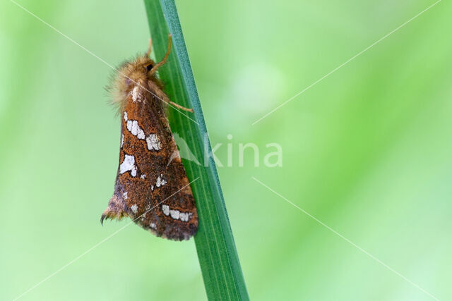 Gold Swift (Phymatopus hecta)