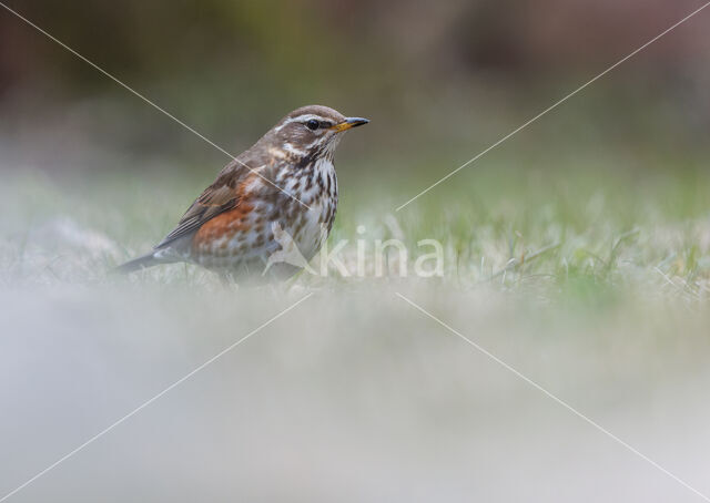 Koperwiek (Turdus iliacus)