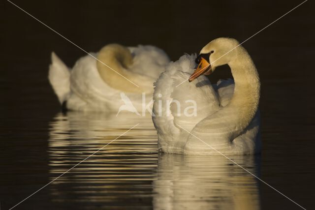 Knobbelzwaan (Cygnus olor)