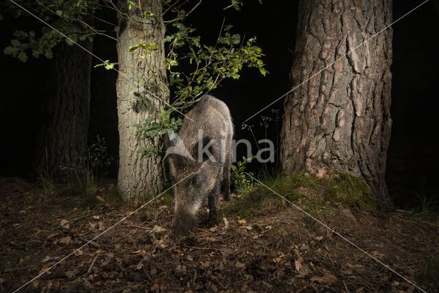 Wild Boar (Sus scrofa)