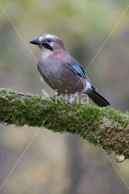 Eurasian Jay (Garrulus glandarius)