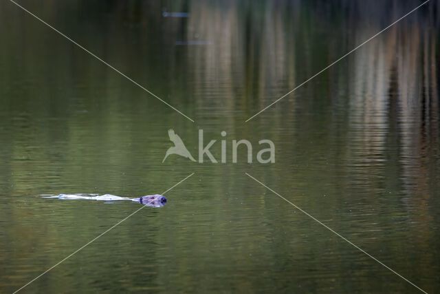 Europese bever (Castor fiber)